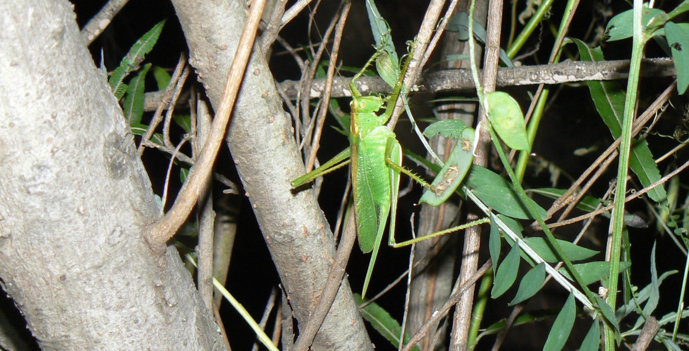 ヤナギ林_成虫になったヤブキリの雌_2021年6月7日20時25分頃 気温25度